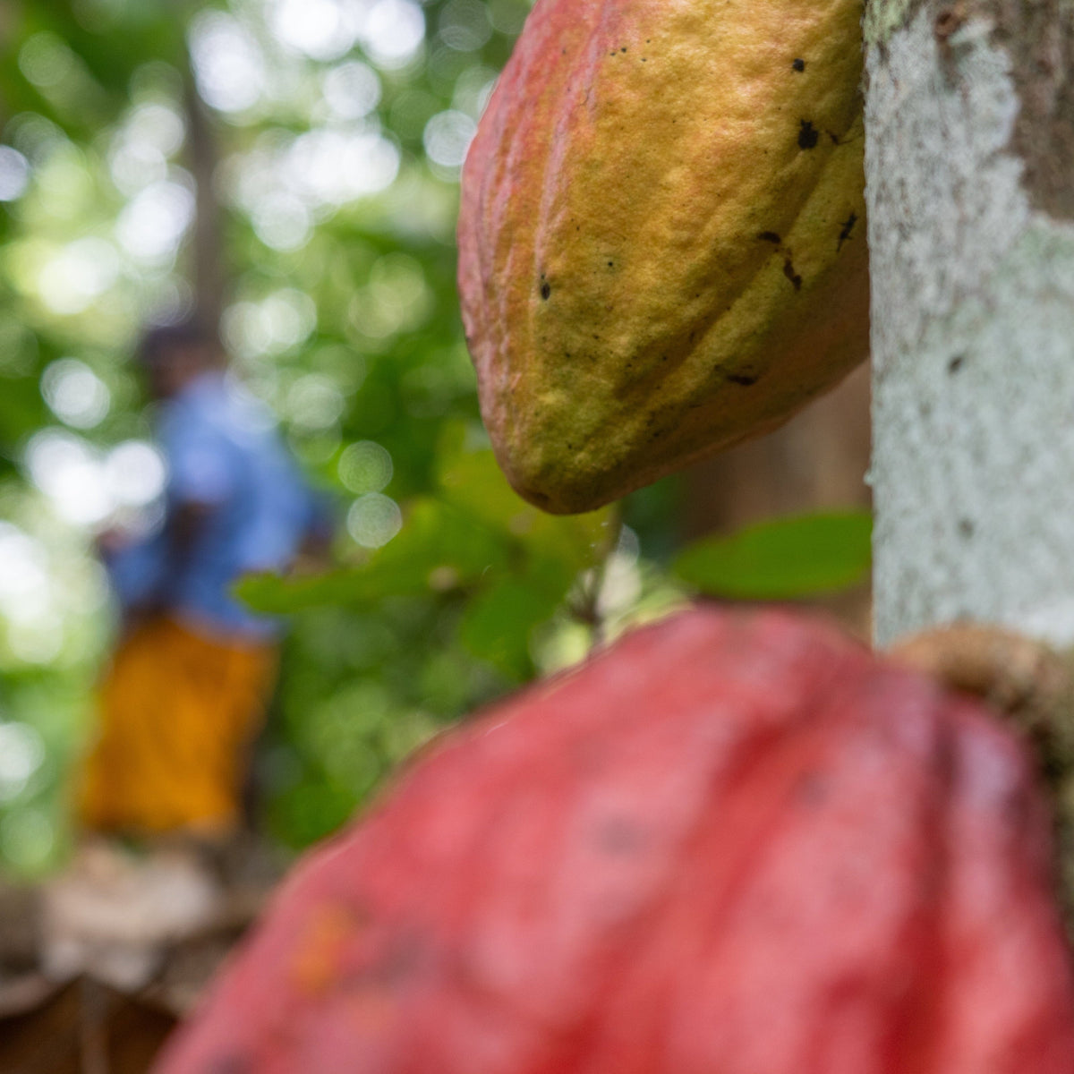 Close-up of cacao pods attached to a tree trunk in a forest, with a blurred person visible in the background.