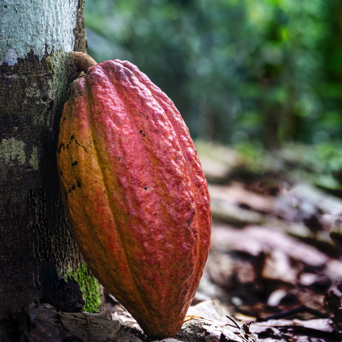 A ripe red cocoa pod attached to a tree trunk in a lush green outdoor setting.