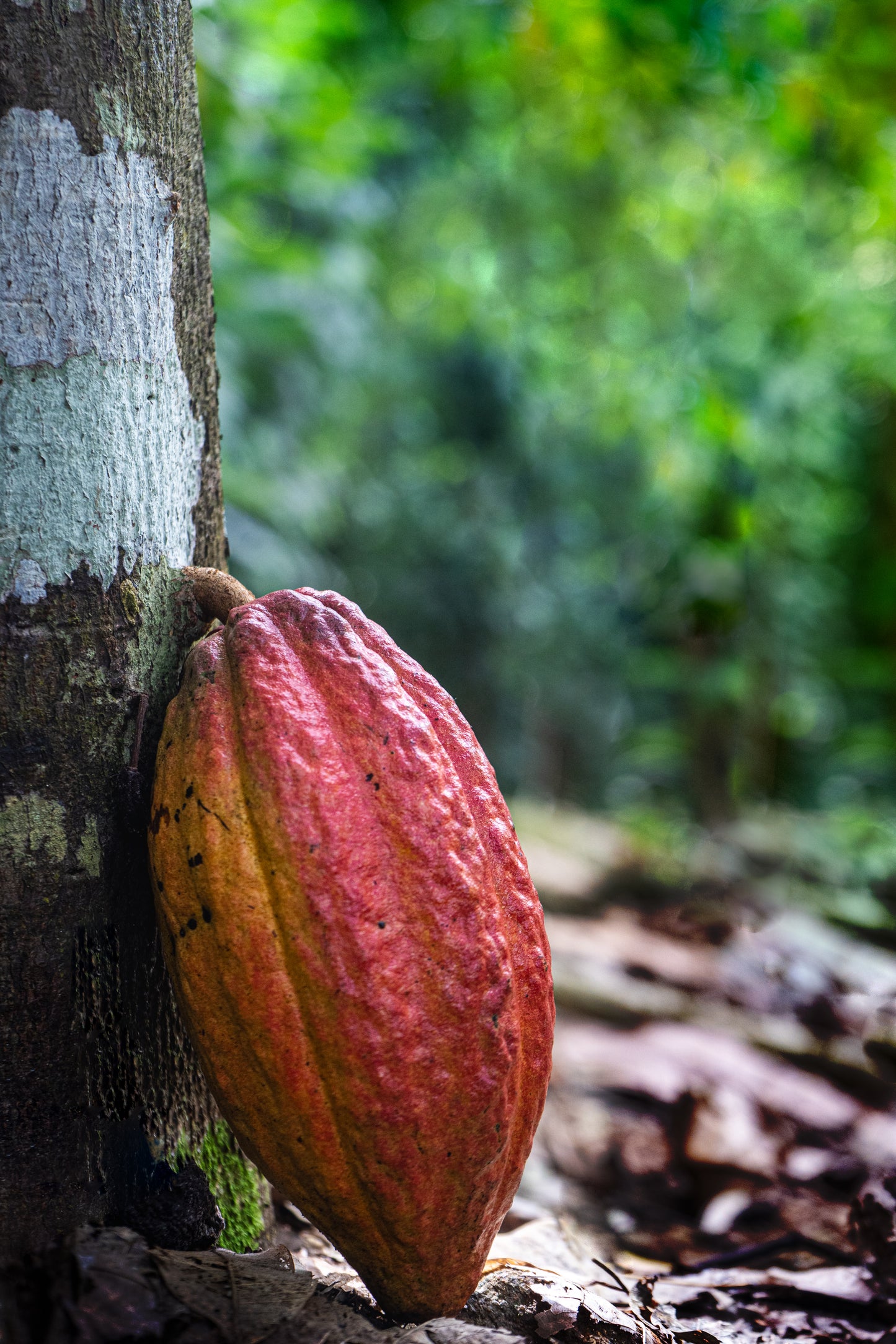 Ceremonial Cacao