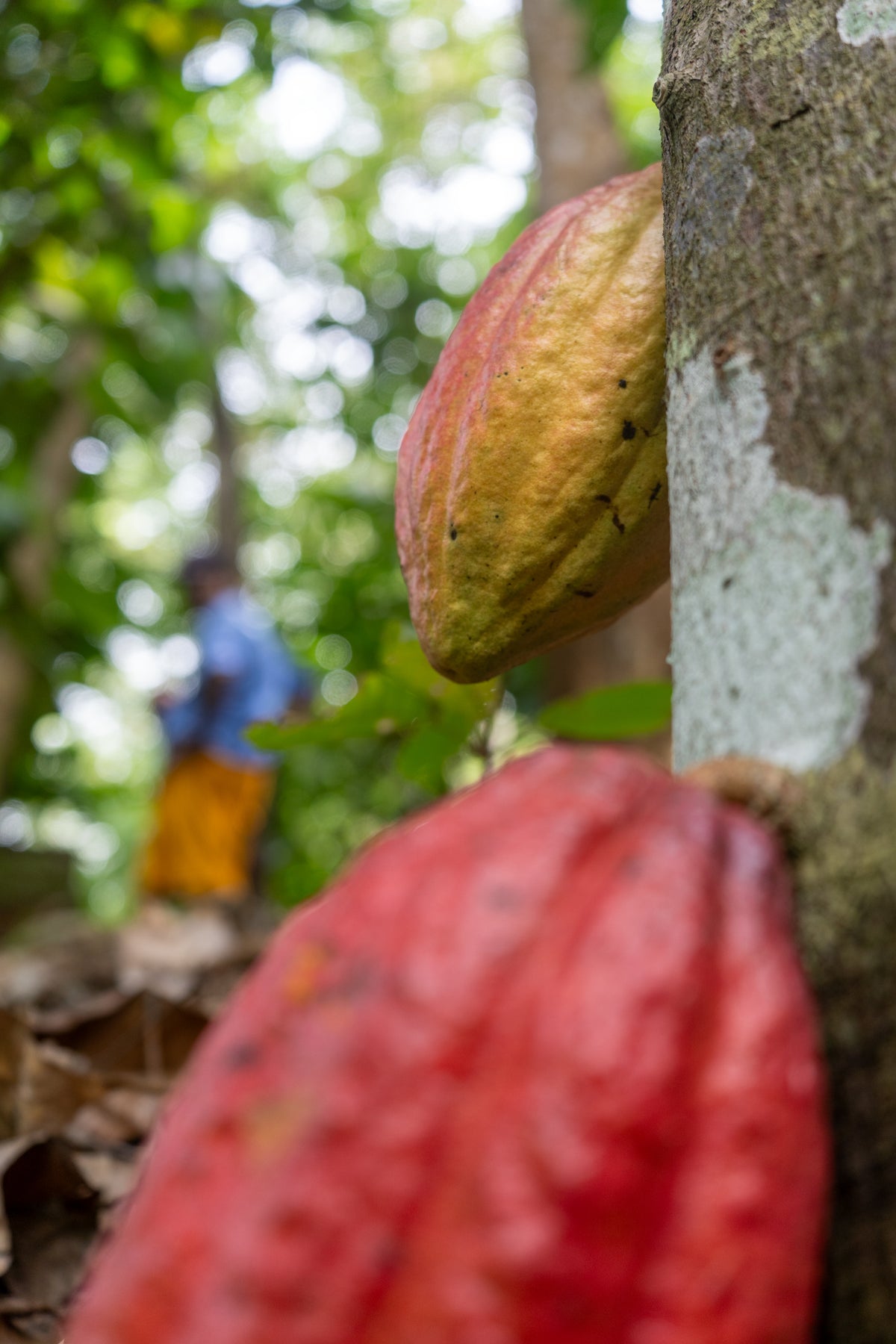 Ceremonial Cacao